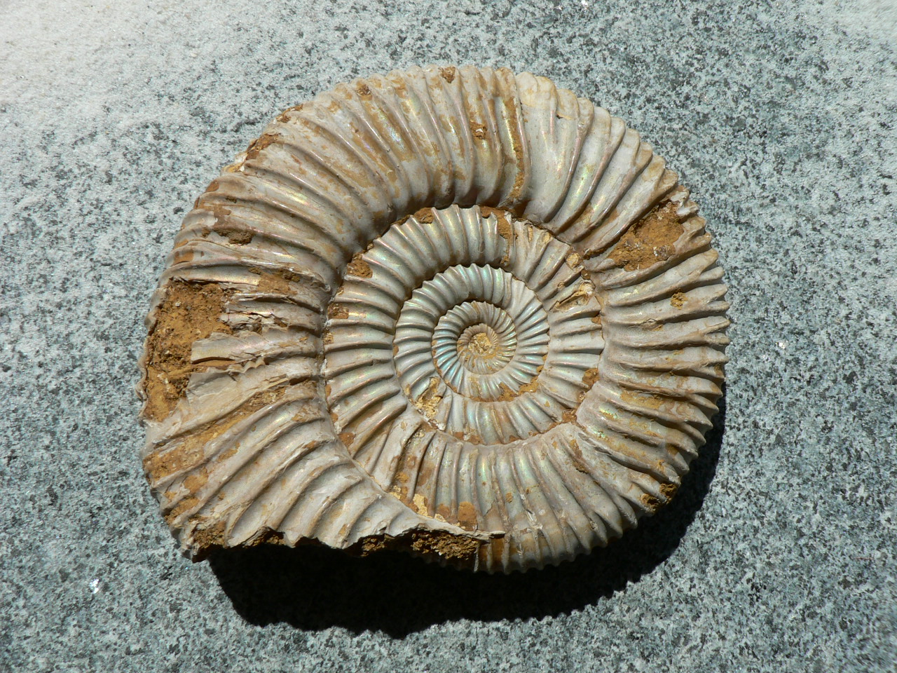 Amm075 Großer Ammonit (Perisphinctes) Madagaskar 220 Gr. Wandelbars